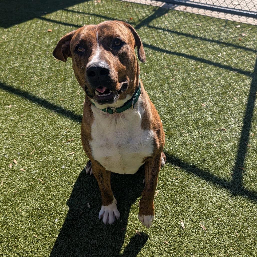 Enlarge Buddy, a Adoptable Mixed Breed in Greensboro, NC image 5/6