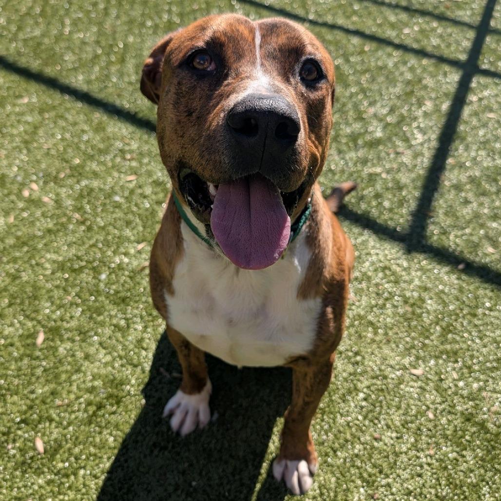Enlarge Buddy, a Adoptable Mixed Breed in Greensboro, NC image 6/6