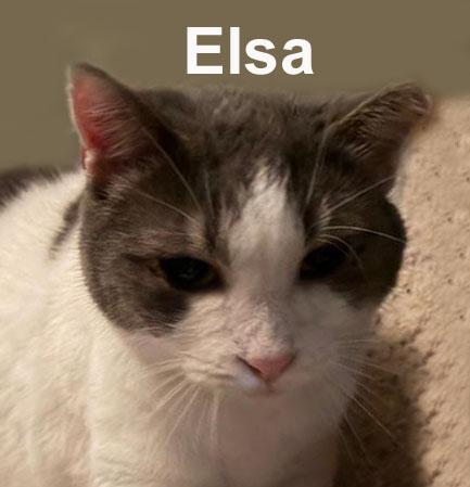 Elsa Fei. (sweet adult female - loves the company of people), adopted, Adult Female Domestic Short Hair.