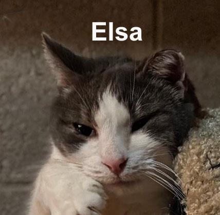 Enlarge Elsa Fei. (sweet adult female - loves the company of people), an adopted Domestic Short Hair in Stowe, PA image 2/4