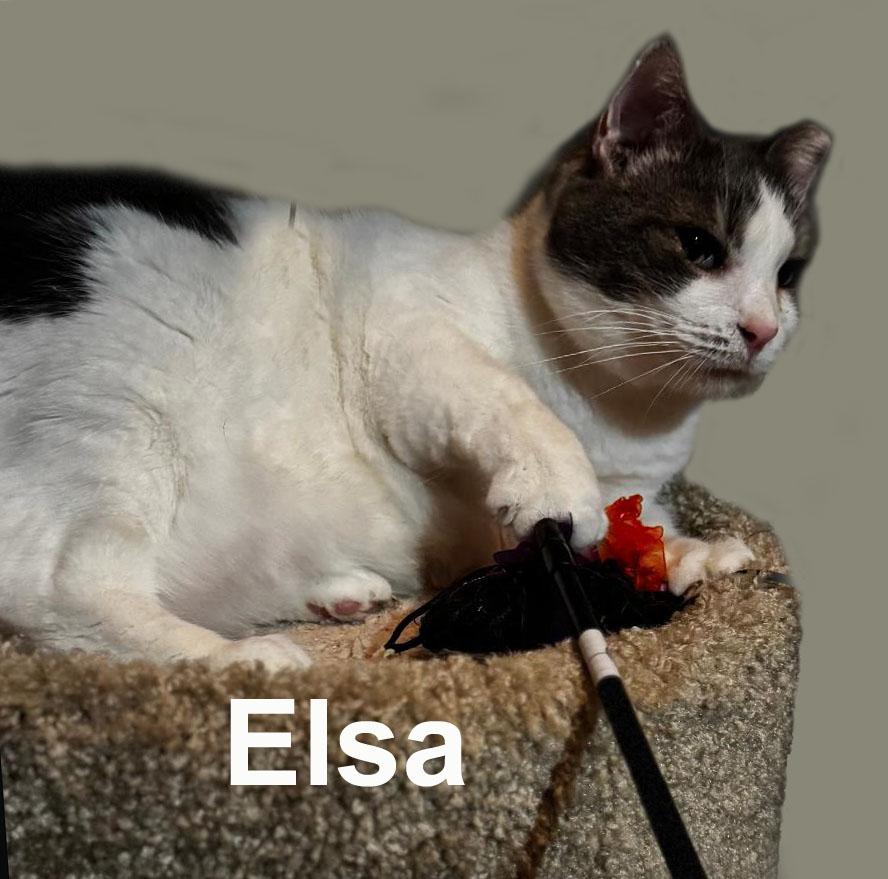 Enlarge Elsa Fei. (sweet adult female - loves the company of people), an adopted Domestic Short Hair in Stowe, PA image 3/4