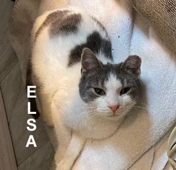 Enlarge Elsa Fei. (sweet adult female - loves the company of people), an adopted Domestic Short Hair in Stowe, PA image 4/4