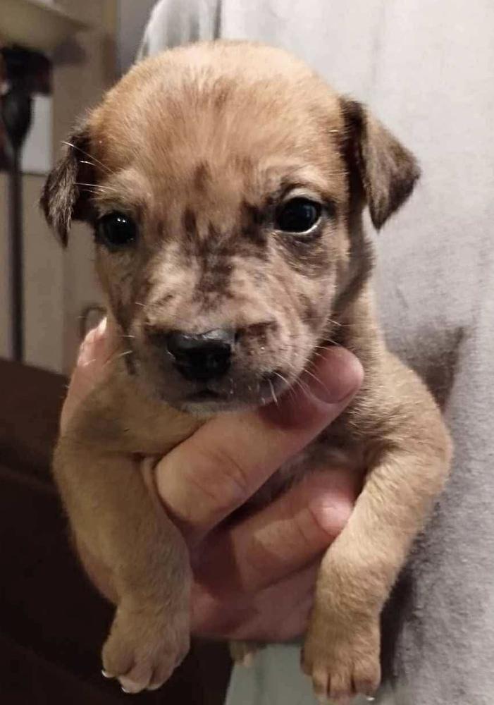 Enlarge Ribbon, a Adoptable mixed breed in Poplar Grove, IL image 1/4