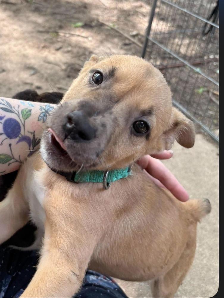 Enlarge Ribbon, a Adoptable mixed breed in Poplar Grove, IL image 2/4