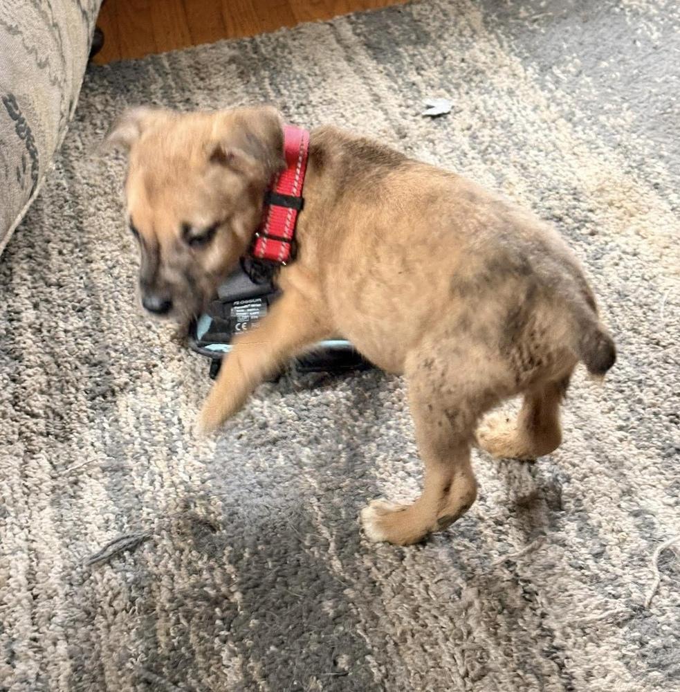 Enlarge Ribbon, a Adoptable mixed breed in Poplar Grove, IL image 3/4