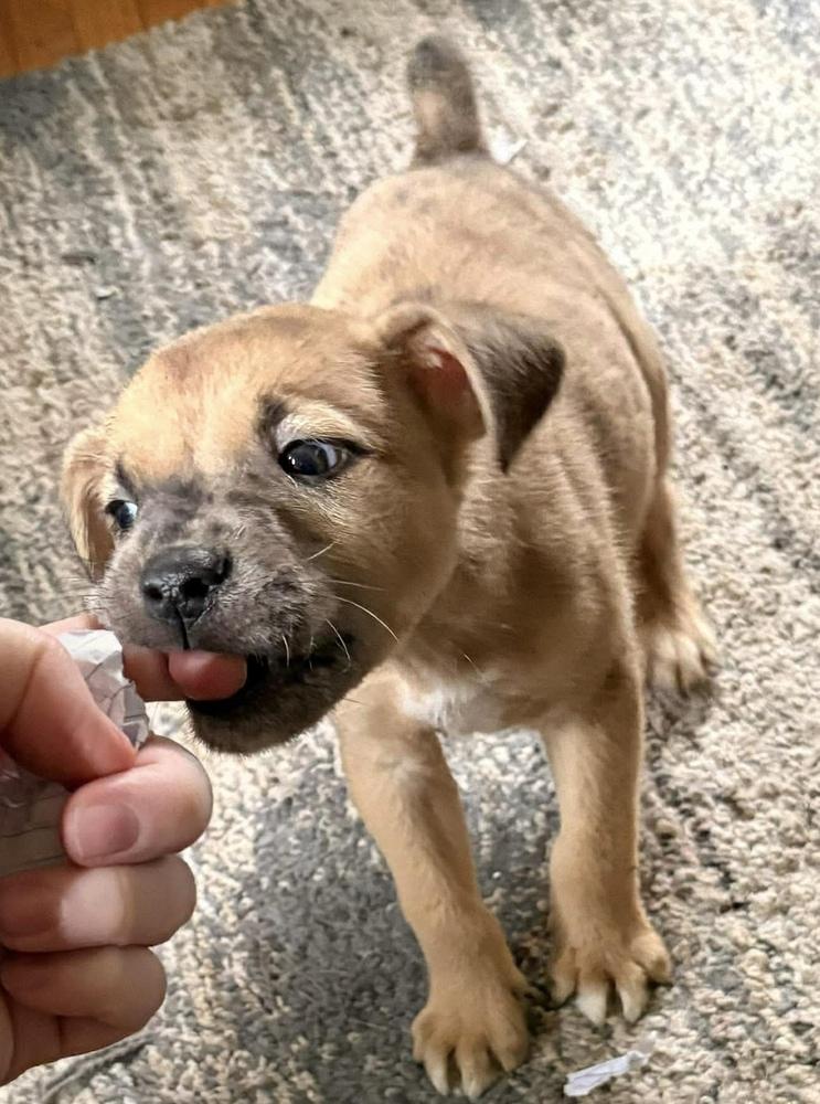 Ribbon, Adoptable, Puppy Male Labrador Retriever & Australian Shepherd.