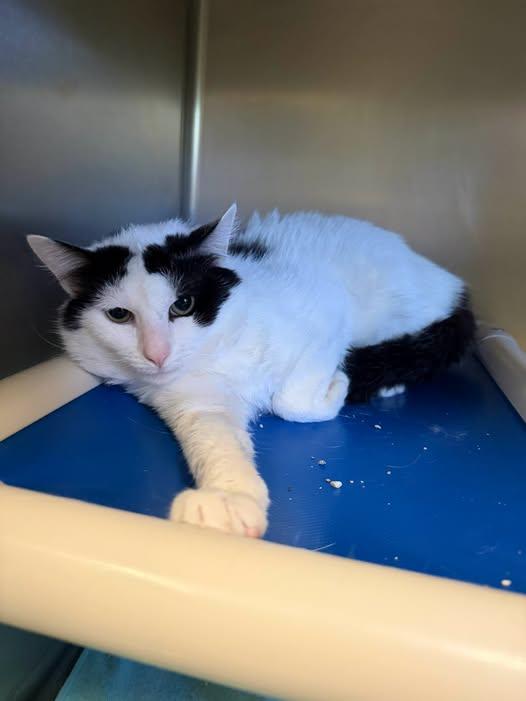 Enlarge Spekz at PetSense Madison Hgts, a ADOPTABLE Domestic Short Hair in Amherst, VA image 1/1