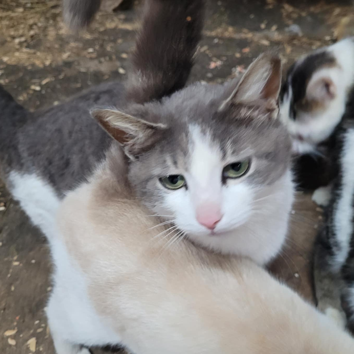 La belle, Adoptable, Adult Female Domestic Short Hair.
