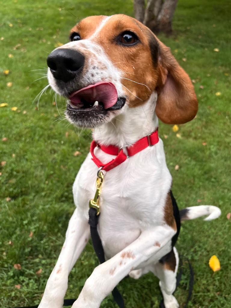 Thomas, Adoptable, Young Male Beagle & Mixed Breed.