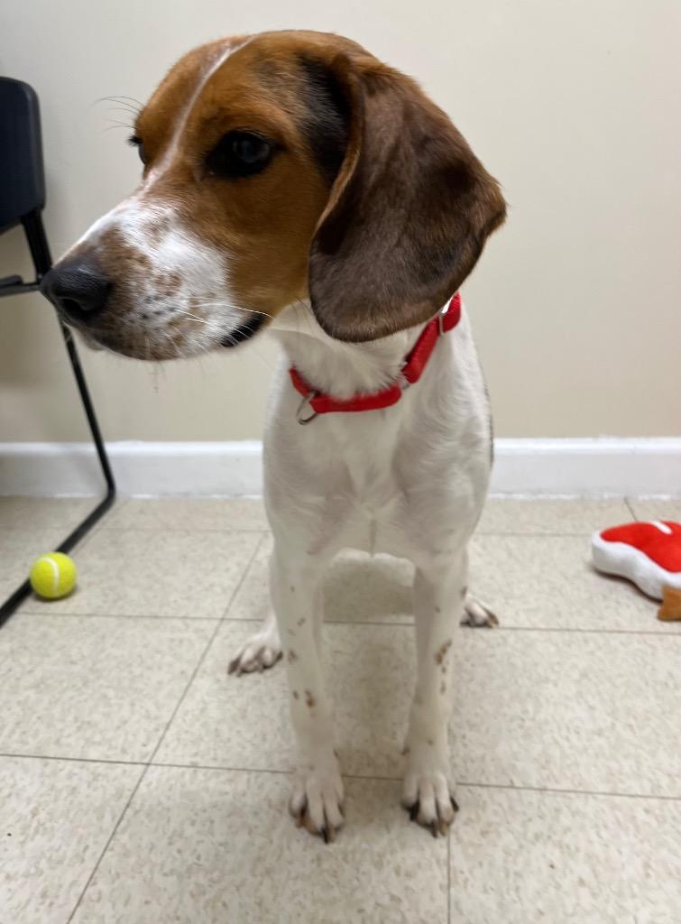 Thomas, a Adoptable mixed breed in Fall River, MA image 2/6