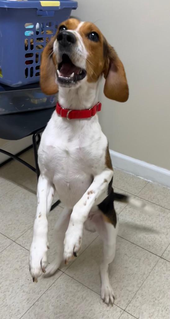 Thomas, a Adoptable mixed breed in Fall River, MA image 3/6