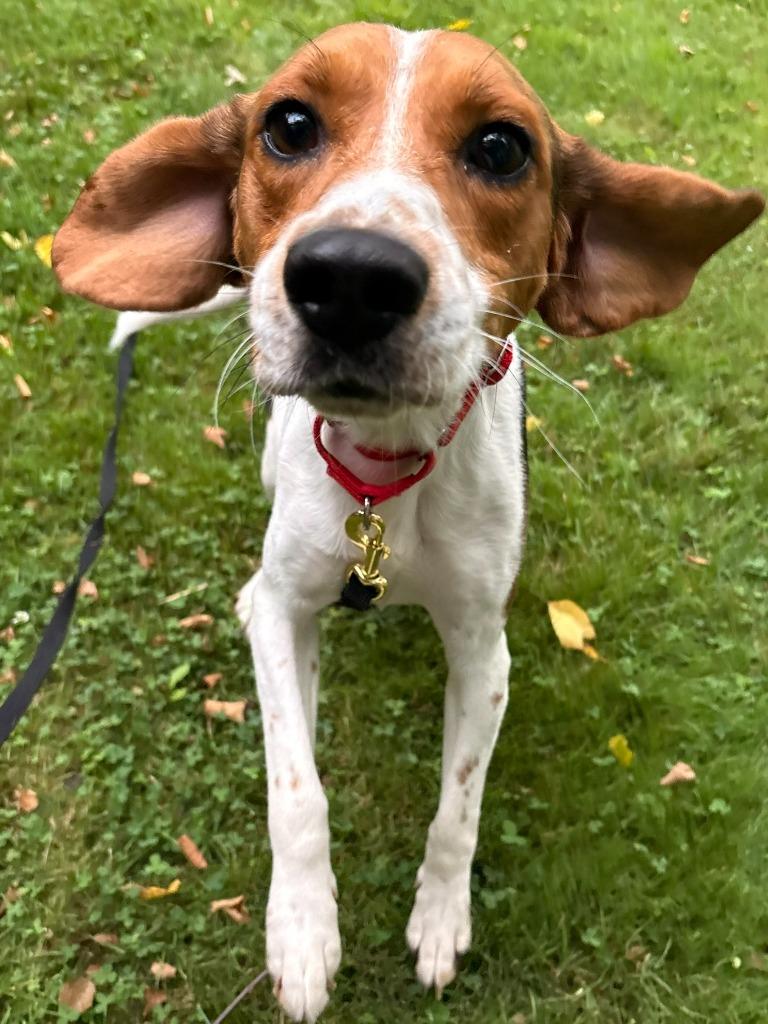 Thomas, a Adoptable mixed breed in Fall River, MA image 4/6