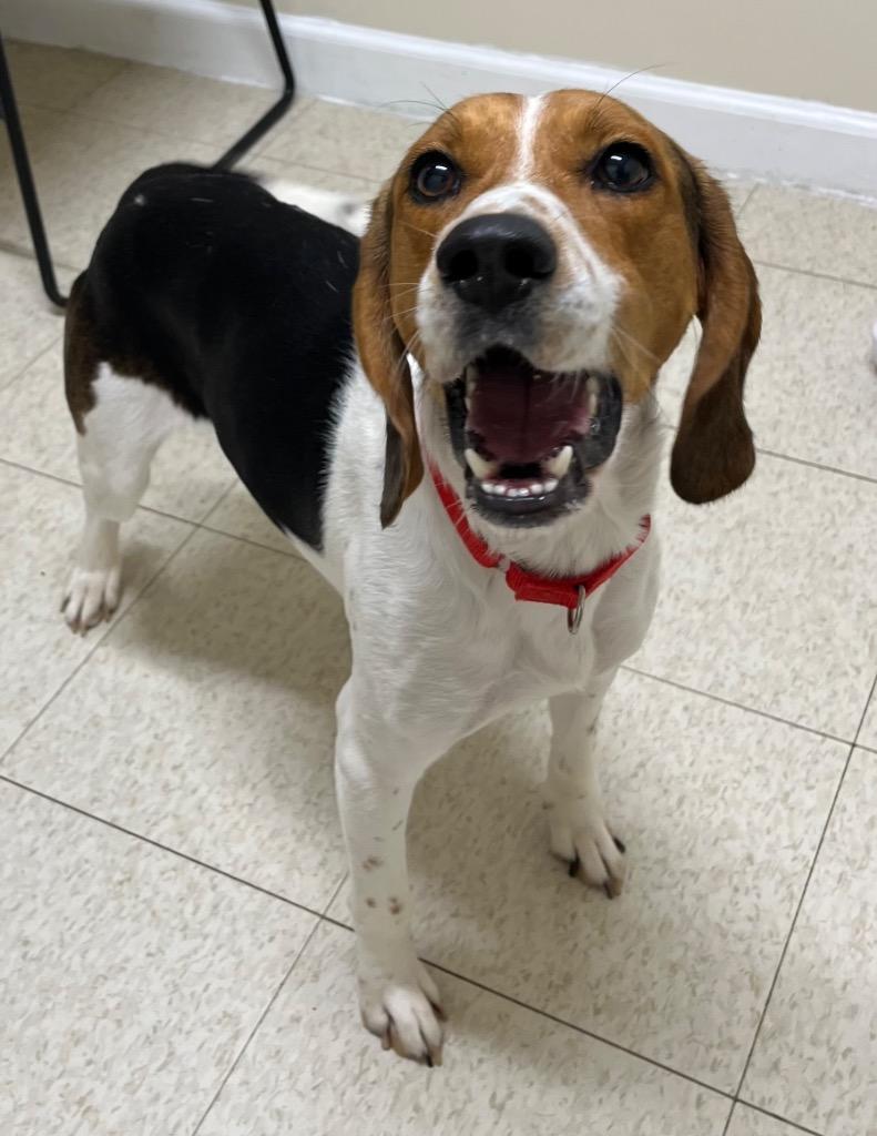 Thomas, a Adoptable mixed breed in Fall River, MA image 6/6