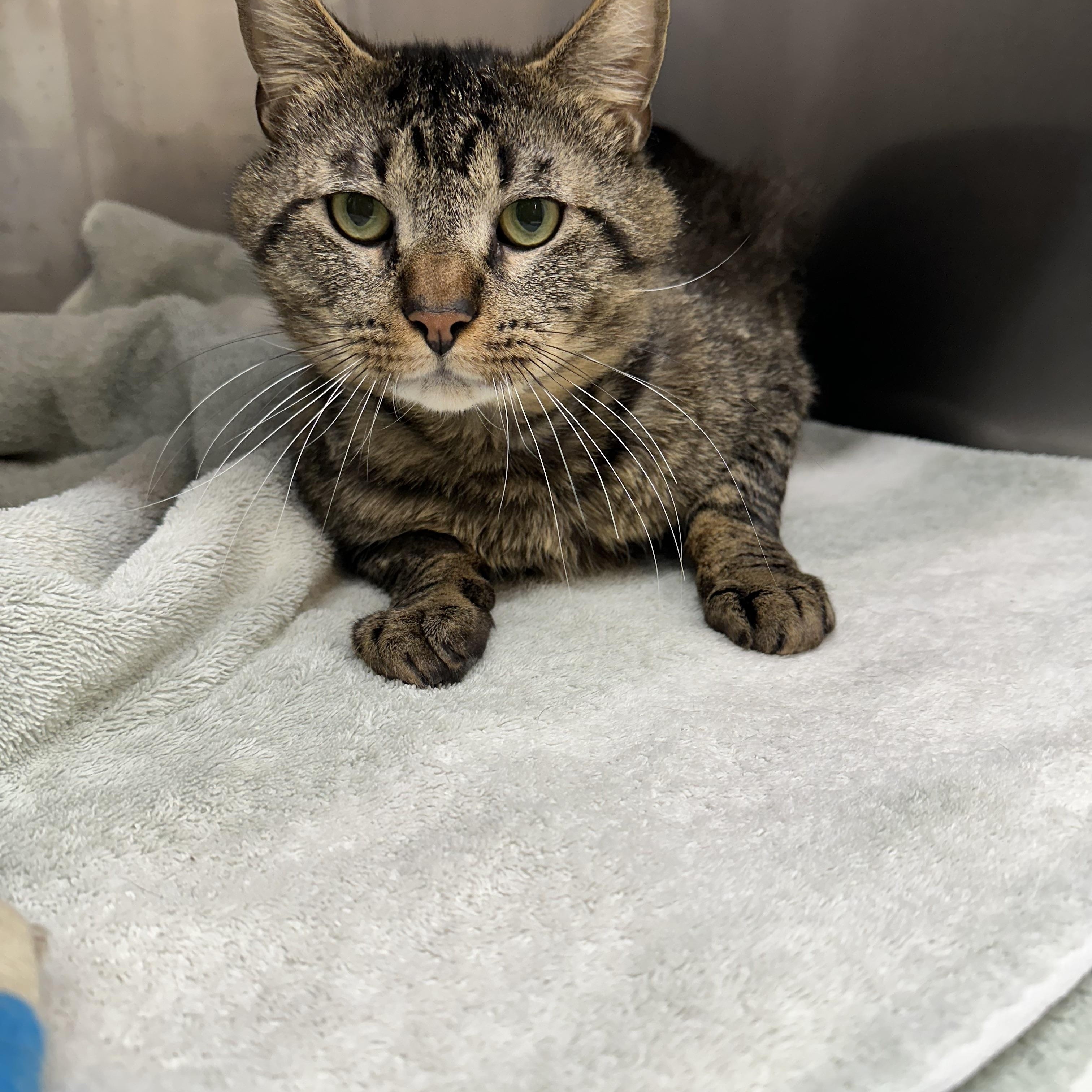 Woody, ADOPTABLE, Young Male Domestic Short Hair.