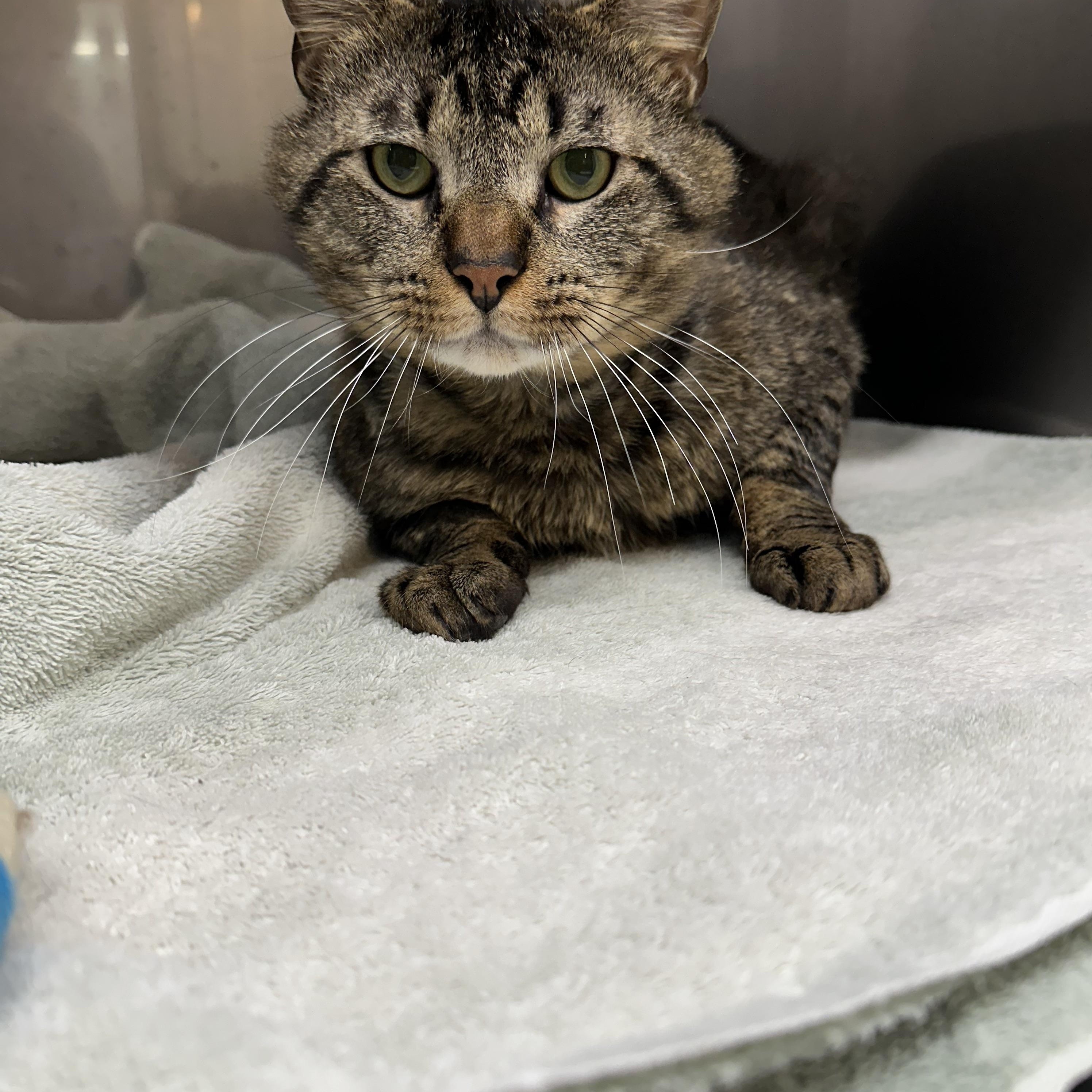 Enlarge Woody, a ADOPTABLE Domestic Short Hair in Jaffrey, NH image 2/2