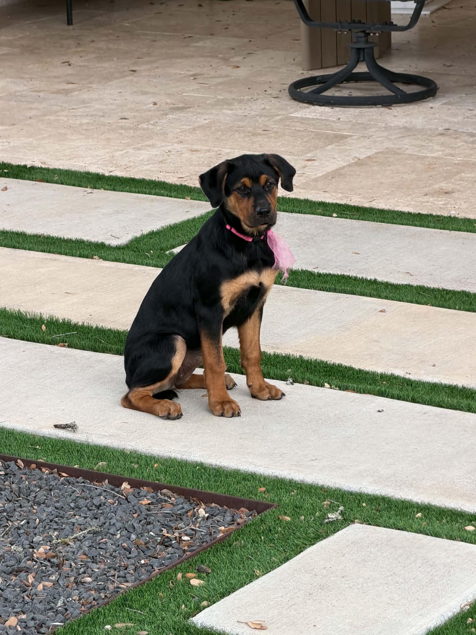 Enlarge Juniper, an adopted mixed breed in Dale, TX image 2/4