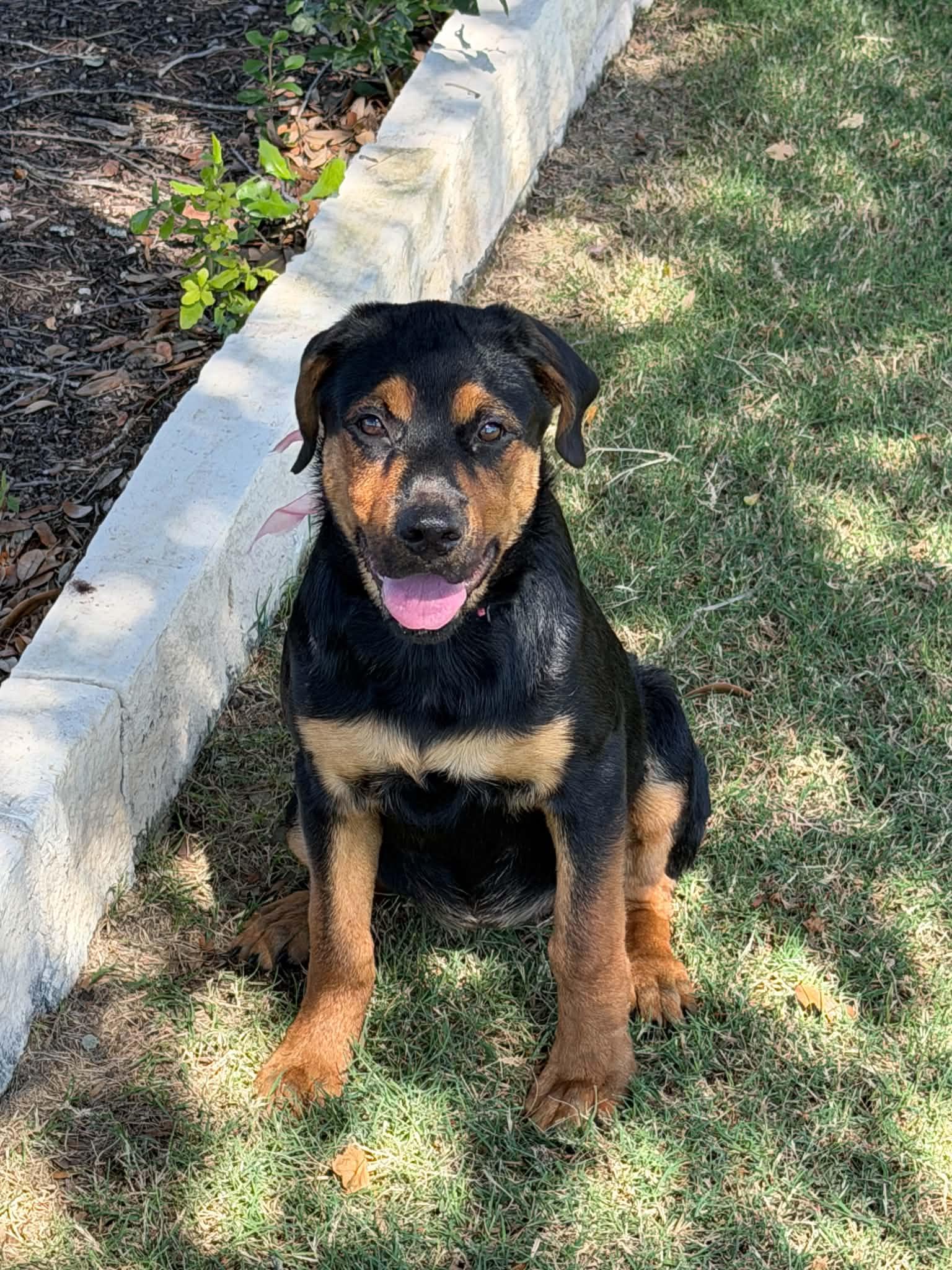 Enlarge Juniper, an adopted mixed breed in Dale, TX image 1/4