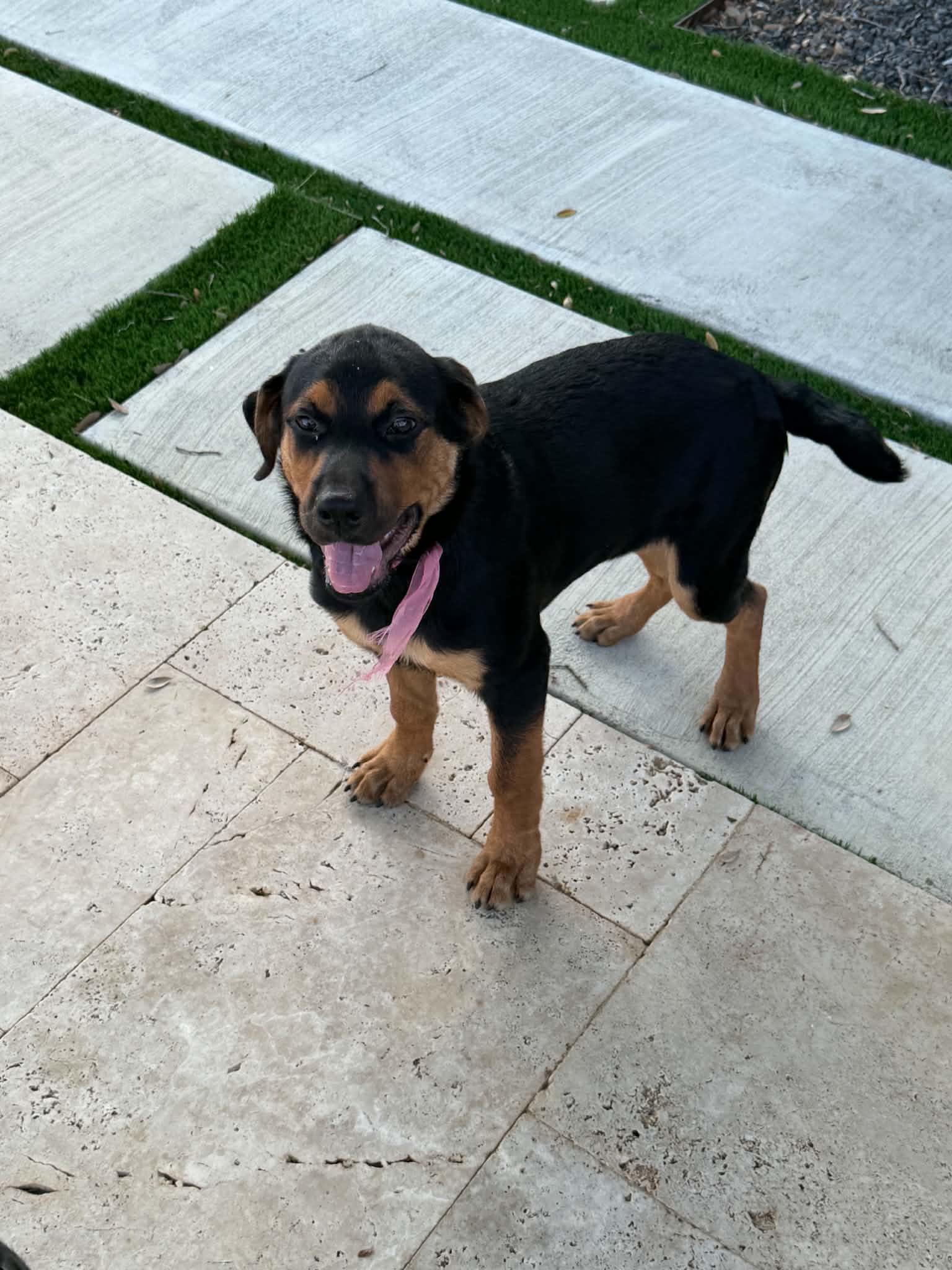 Enlarge Juniper, an adopted mixed breed in Dale, TX image 3/4