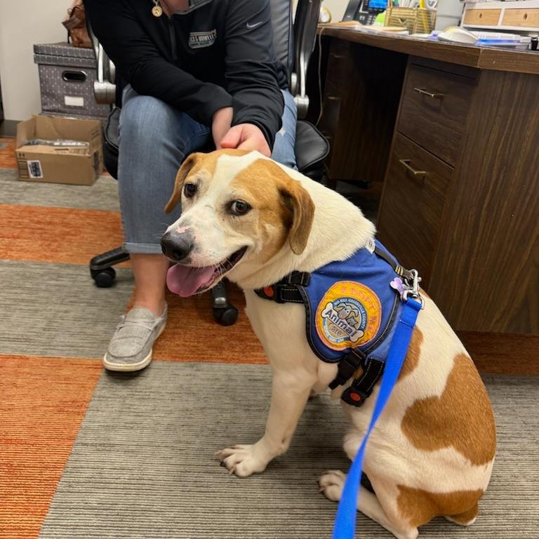 Iggy, a Adoptable mixed breed in Greenville, SC image 2/6