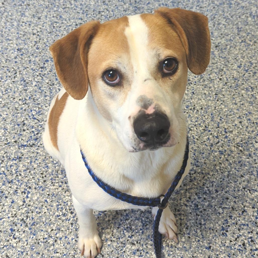 Iggy, a Adoptable mixed breed in Greenville, SC image 3/6