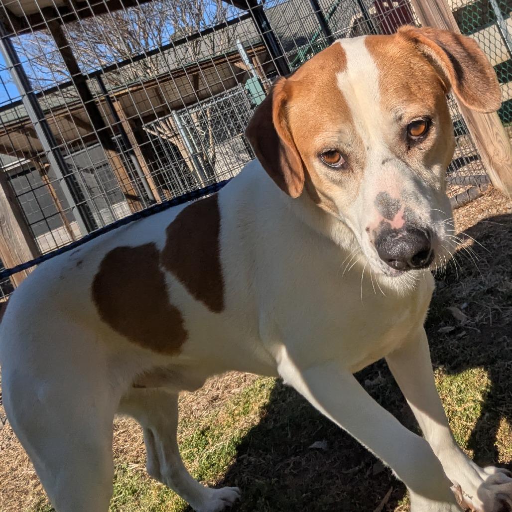Iggy, a Adoptable mixed breed in Greenville, SC image 4/6