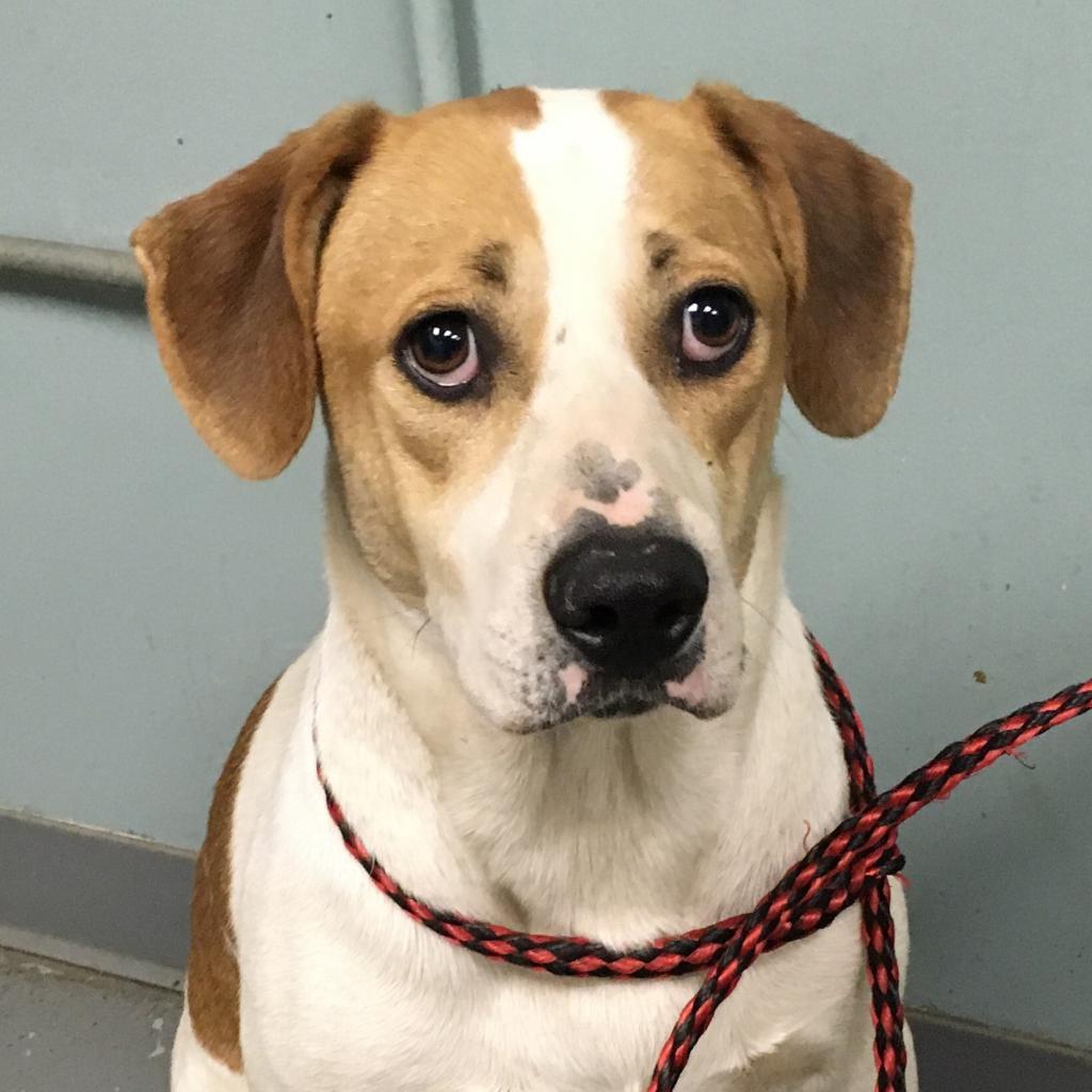 Iggy, a Adoptable mixed breed in Greenville, SC image 5/6