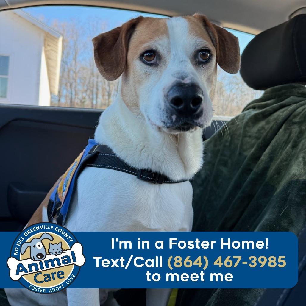 Iggy, a Adoptable mixed breed in Greenville, SC image 6/6