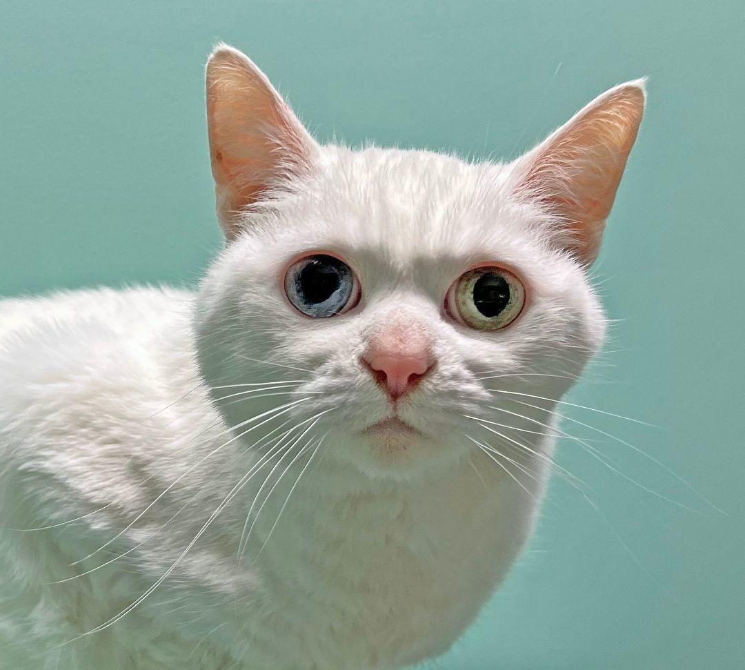 Kitty, Senior Female unknown