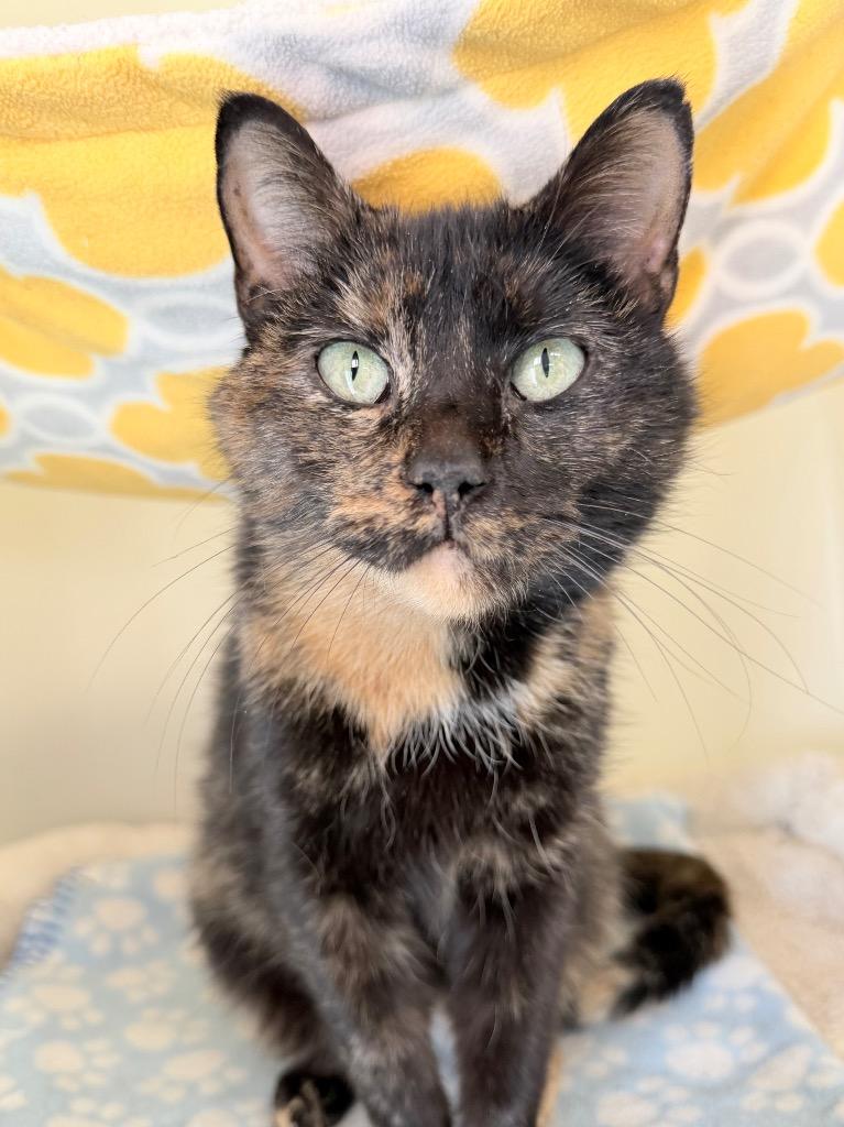 Pawsh, Adoptable, Young Female Domestic Short Hair.
