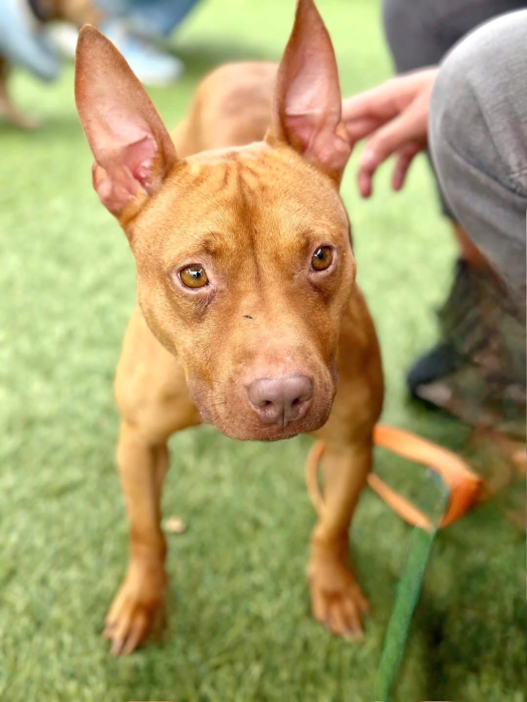 Enlarge Hope, a Adoptable Pit Bull Terrier in San Francisco, CA image 1/1