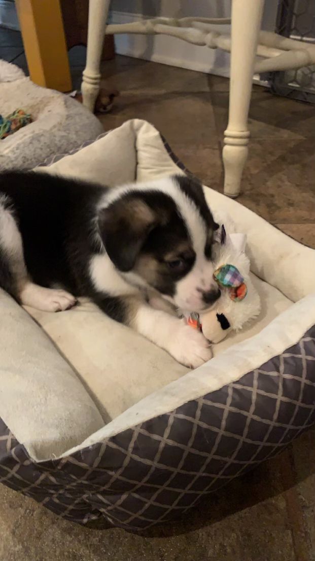 Rocky, Adopted, Puppy Male Australian Shepherd.