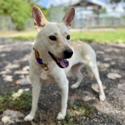 BLONDIE, ADOPTABLE, Young • Female, Australian Kelpie & Labrador Retriever.