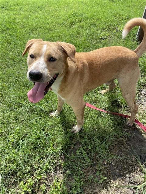 SCOOBY, Adoptable, Young Male Labrador Retriever.