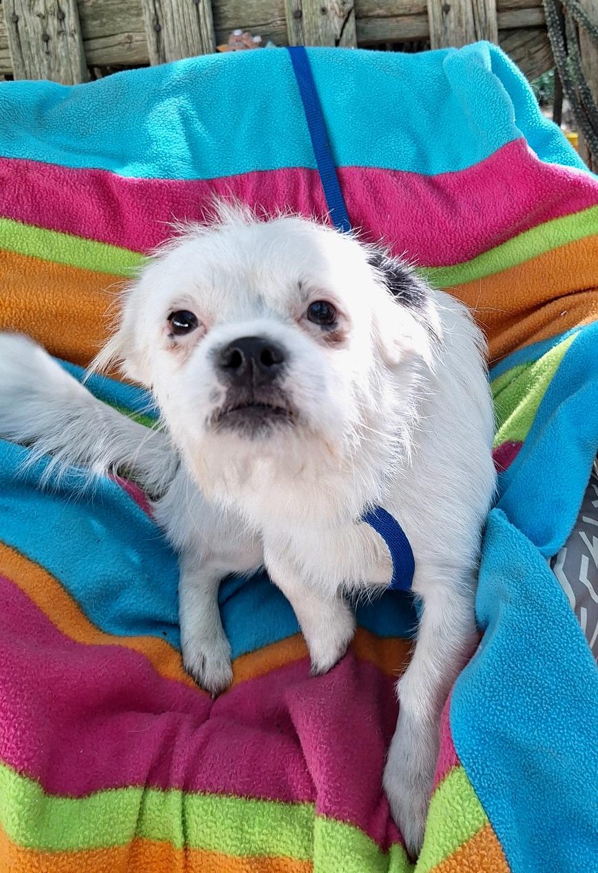 Enlarge Cayleb BR14341-T, a Adoptable mixed breed in Burlington, WA image 4/5