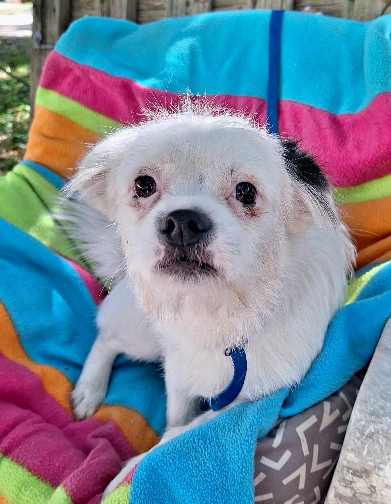 Enlarge Cayleb BR14341-T, a Adoptable mixed breed in Burlington, WA image 5/5