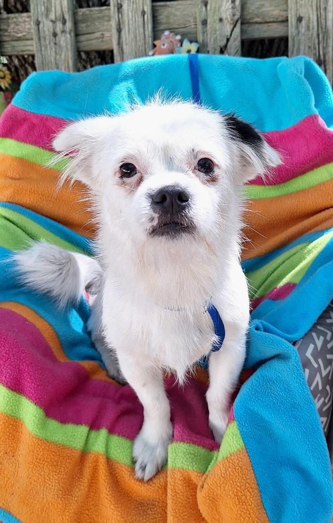 Cayleb BR14341-T, Adoptable, Adult Male Chihuahua & Pekingese.