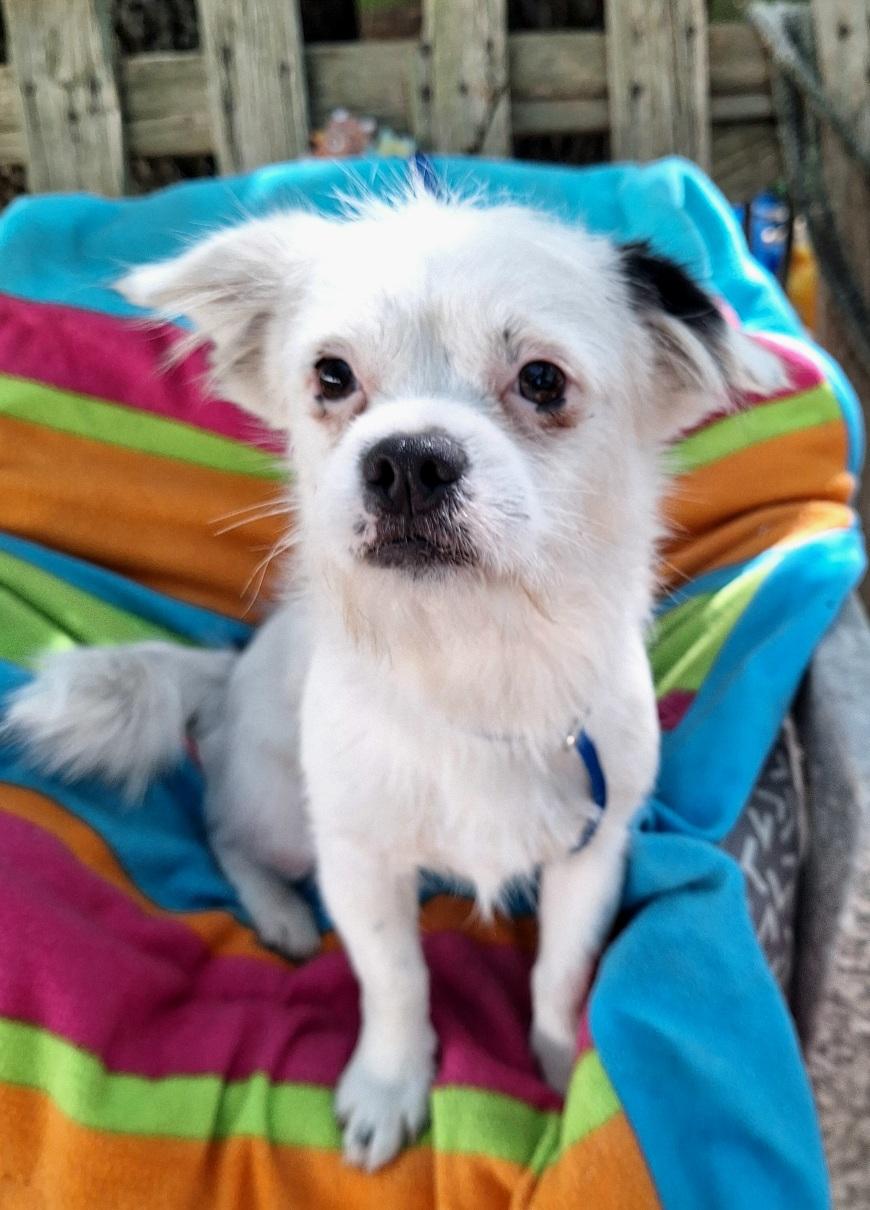 Enlarge Cayleb BR14341-T, a Adoptable mixed breed in Burlington, WA image 2/5