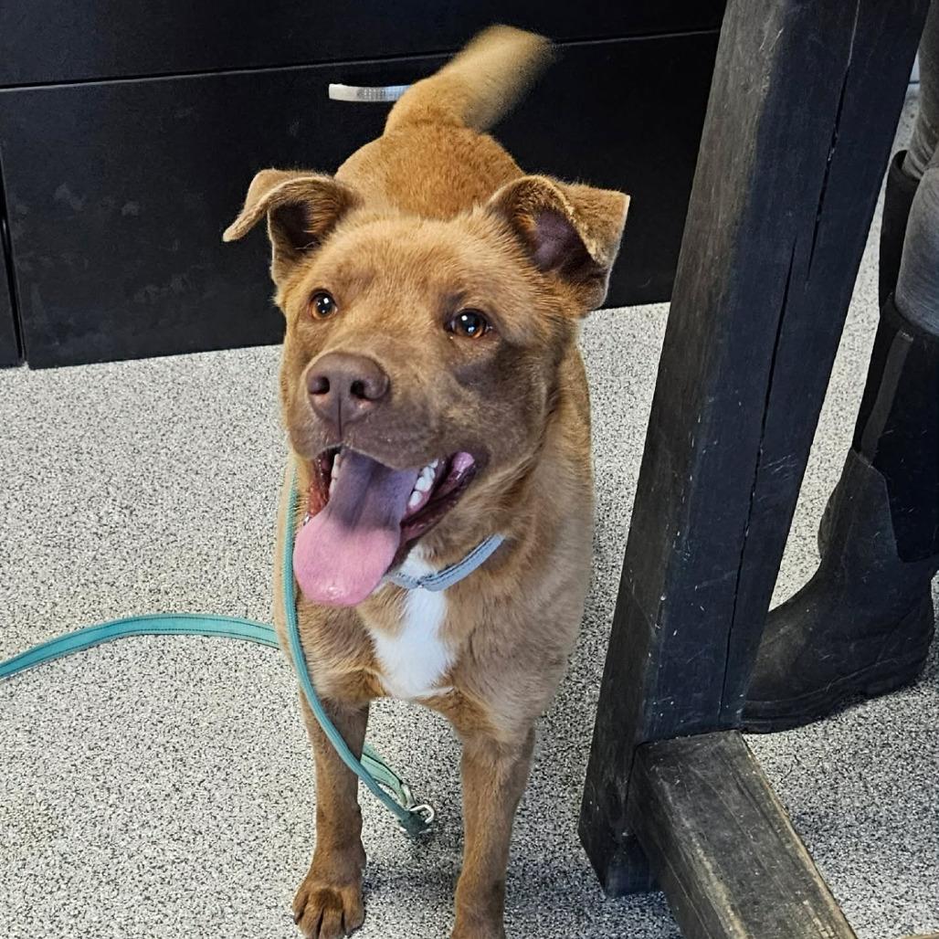 Ozzy, a ADOPTABLE mixed breed in Monticello, IA image 4/6