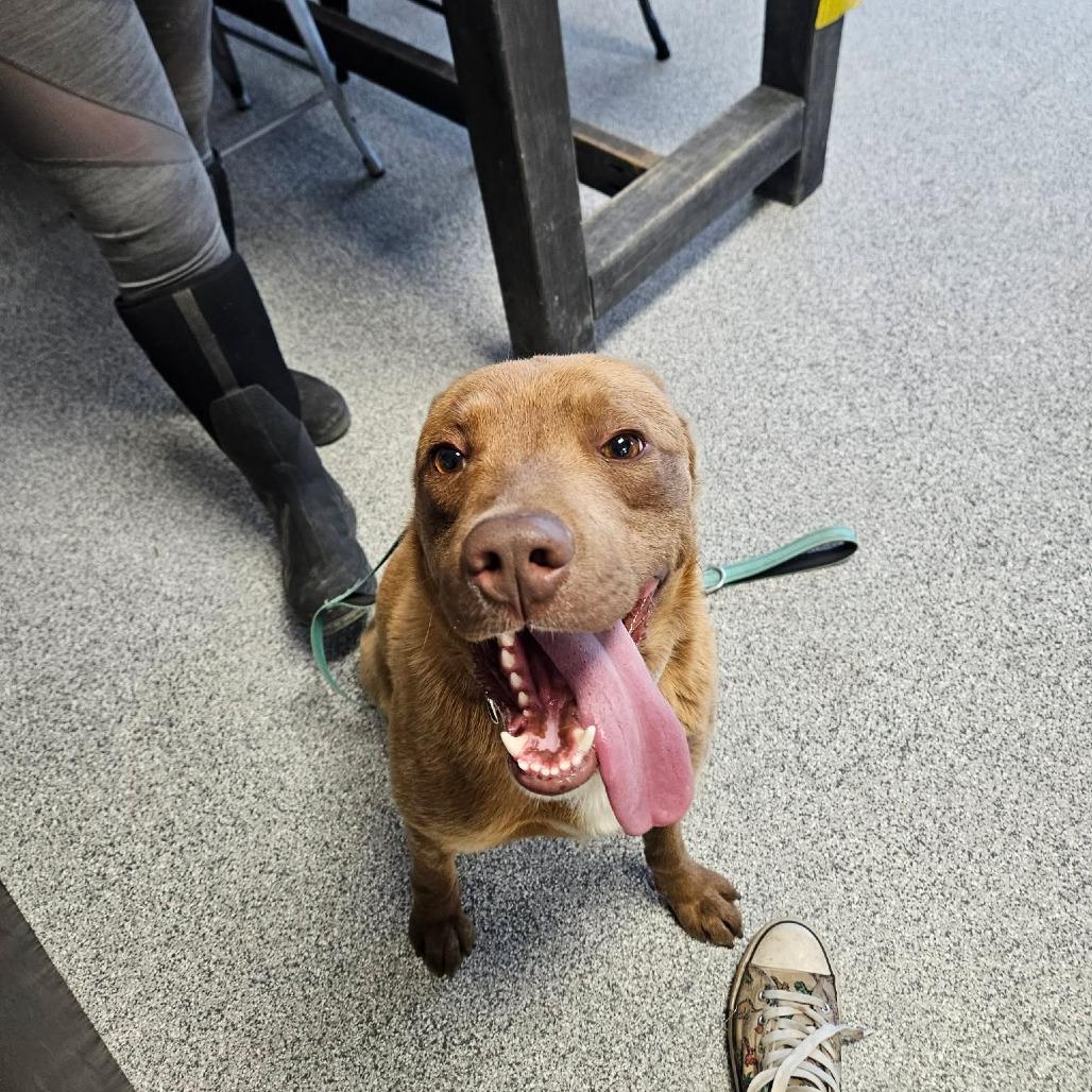 Ozzy, a ADOPTABLE mixed breed in Monticello, IA image 6/6