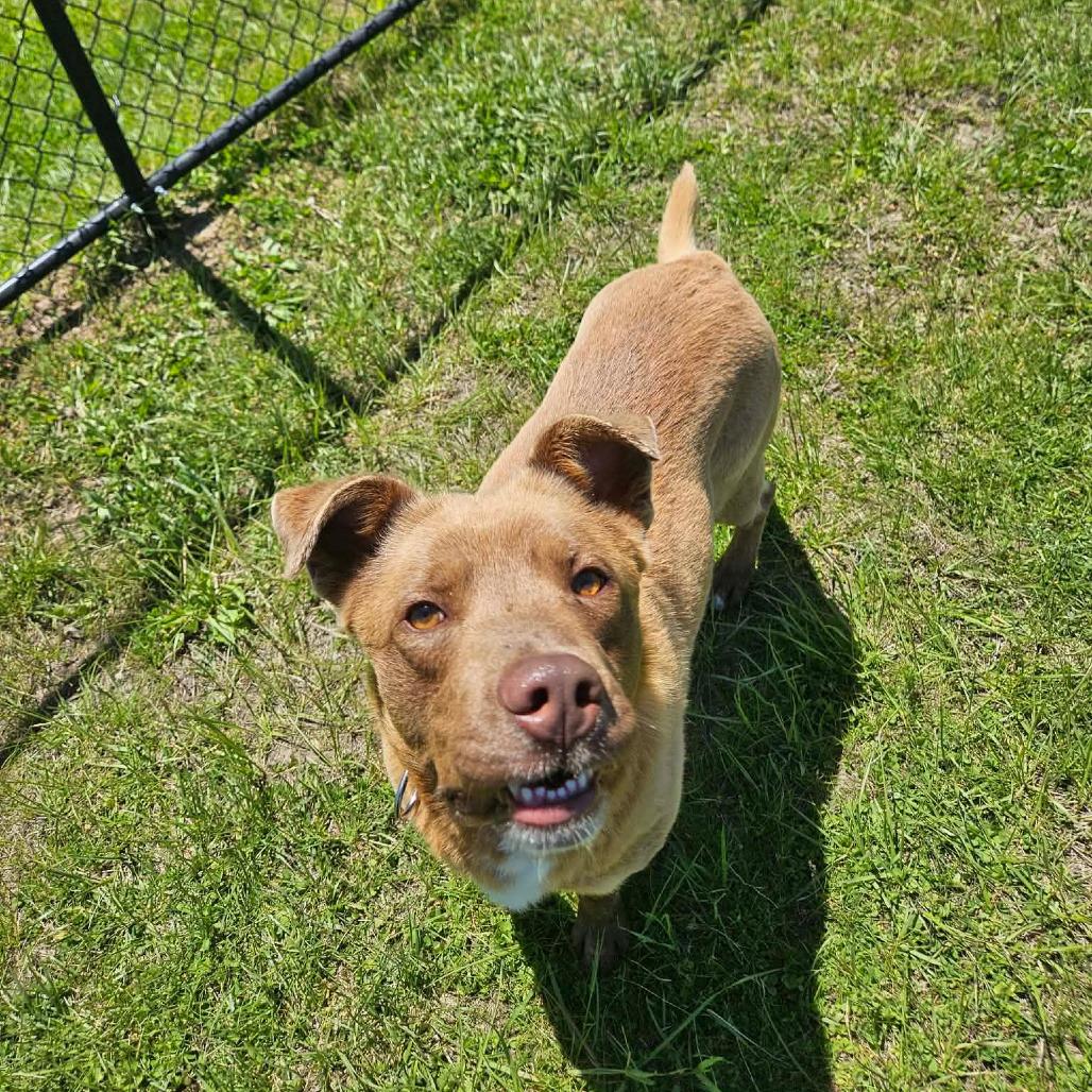 Ozzy, a ADOPTABLE mixed breed in Monticello, IA image 5/6