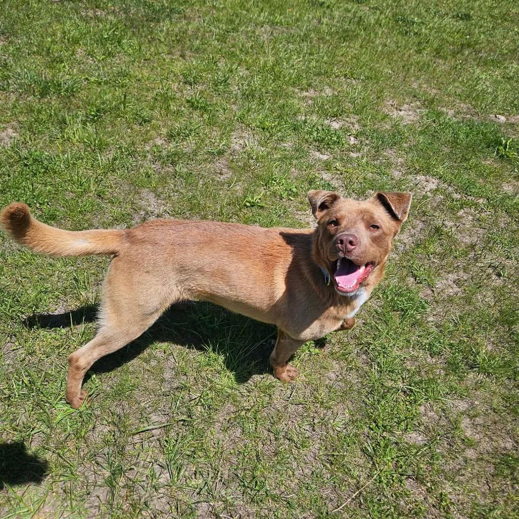 Ozzy, a ADOPTABLE mixed breed in Monticello, IA image 3/6