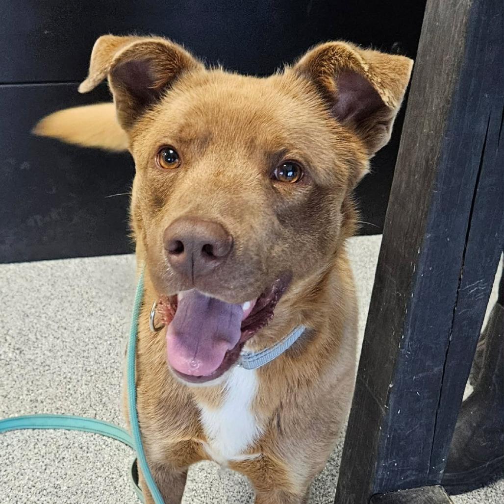 Ozzy, ADOPTABLE, Adult Male Chesapeake Bay Retriever & Border Collie.