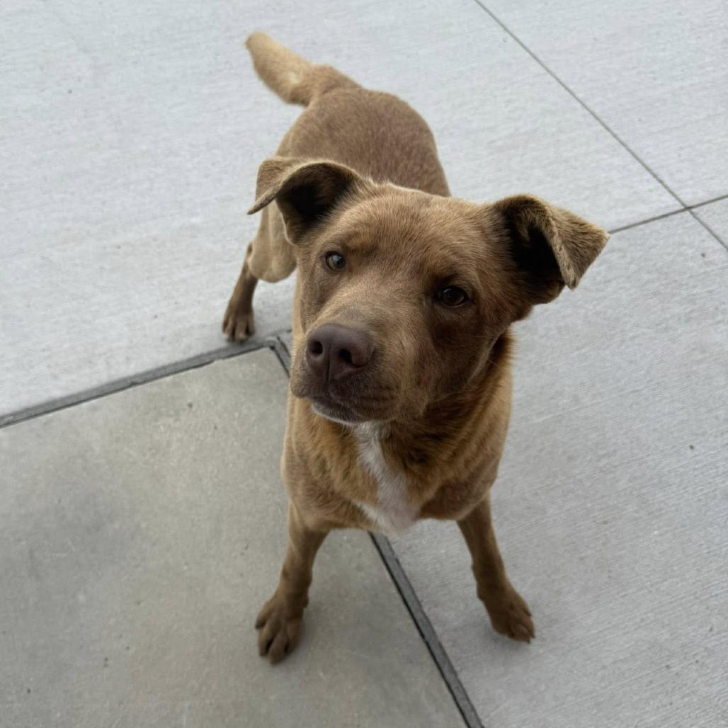 Ozzy, a ADOPTABLE mixed breed in Monticello, IA image 2/6