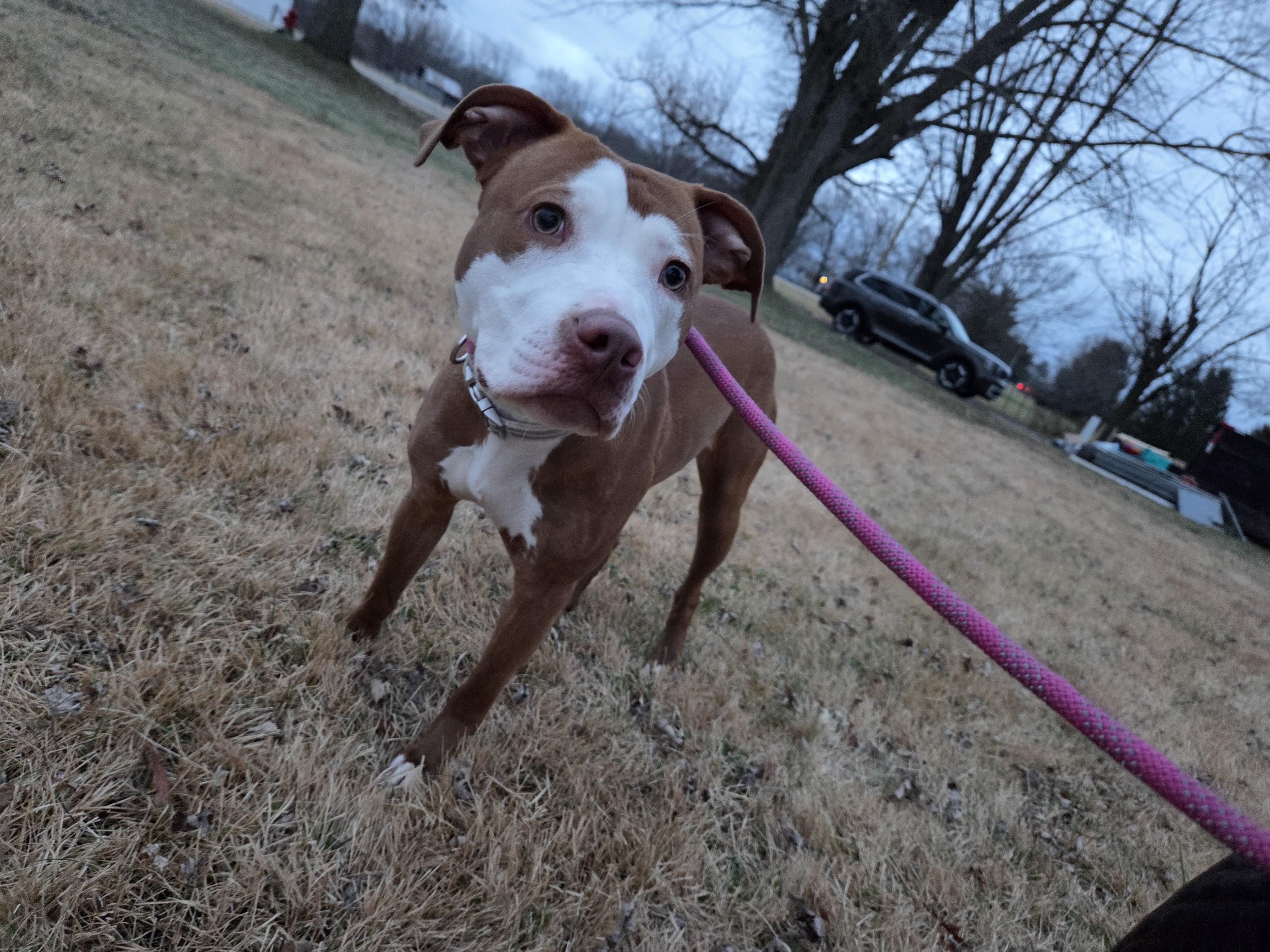 Florence , ADOPTABLE, Young Female Pit Bull Terrier.