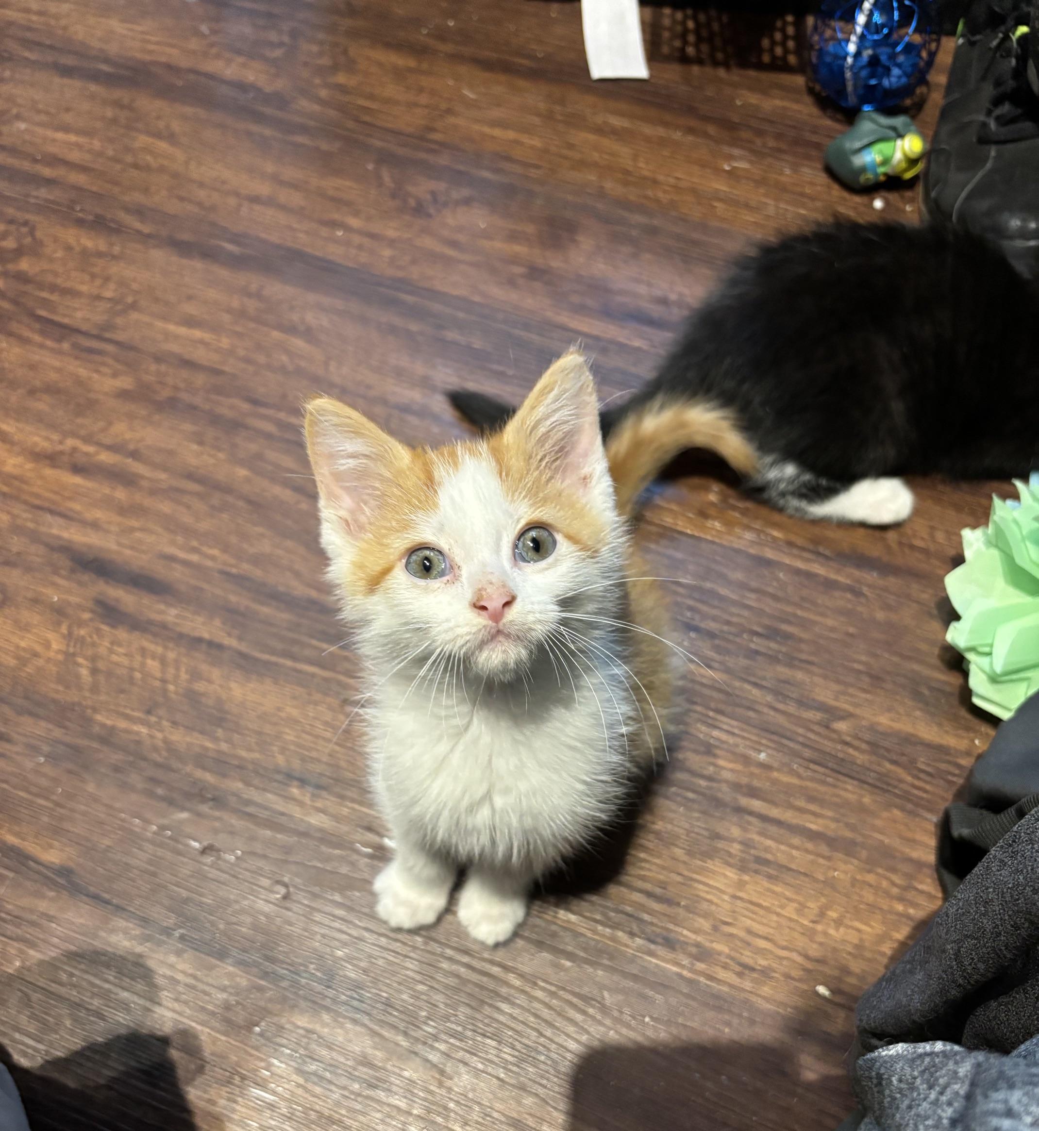 Carrots, Adoptable, Kitten Male Domestic Short Hair.