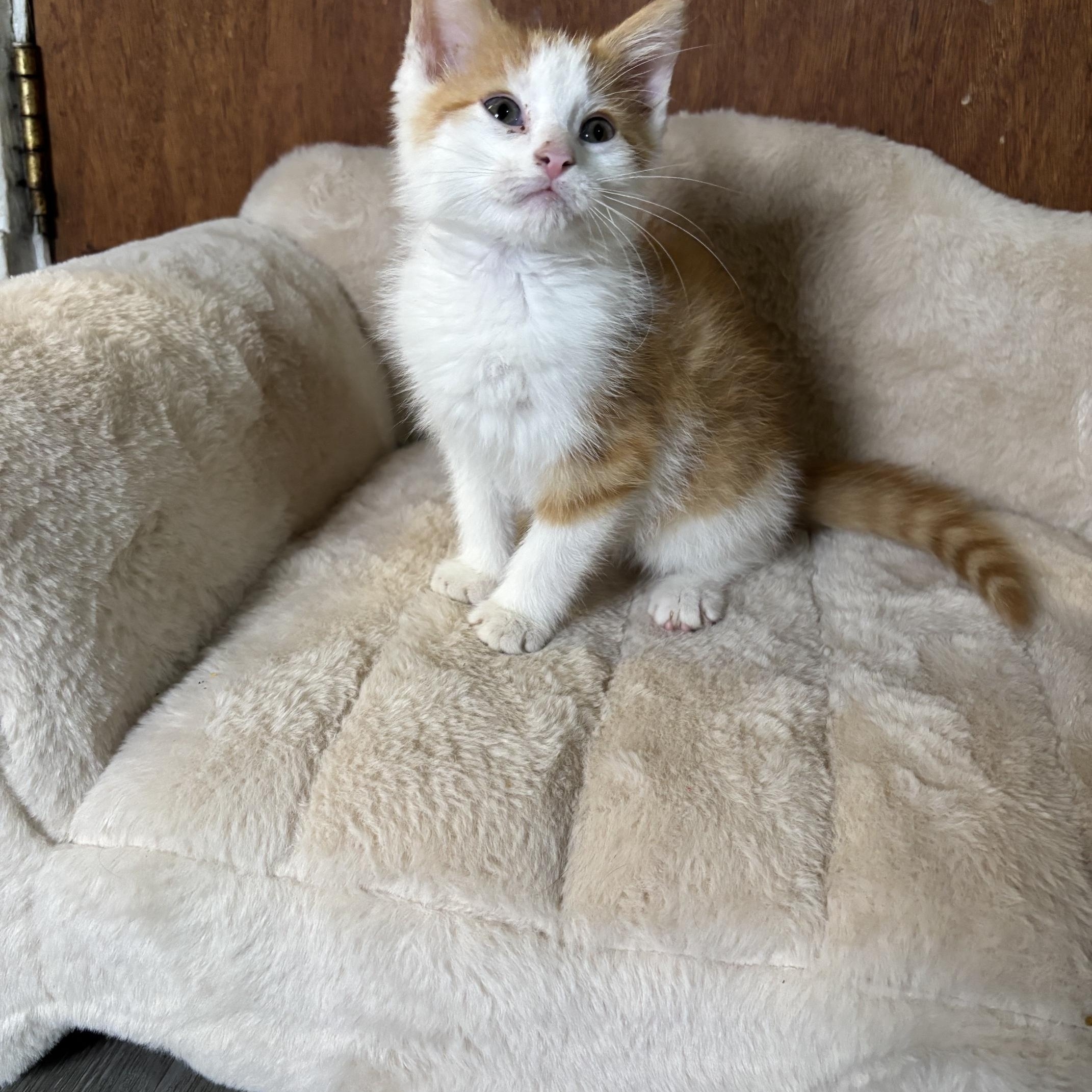 Enlarge Carrots, a Adoptable Domestic Short Hair in Cleveland, OH image 2/2
