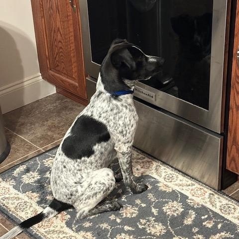 Reebie, a Adoptable mixed breed in Wernersville, PA image 2/6