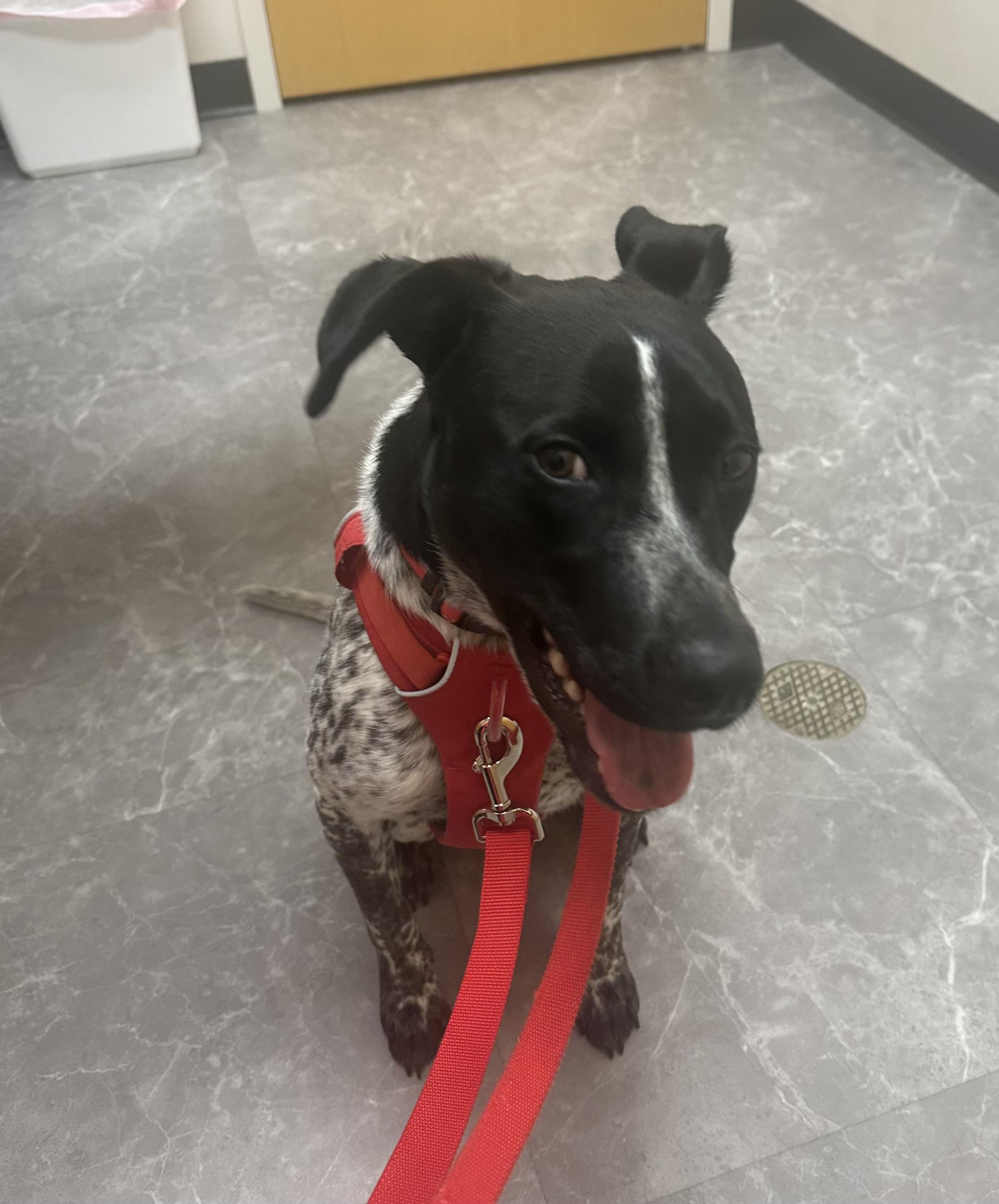 Reebie, a Adoptable mixed breed in Wernersville, PA image 3/6