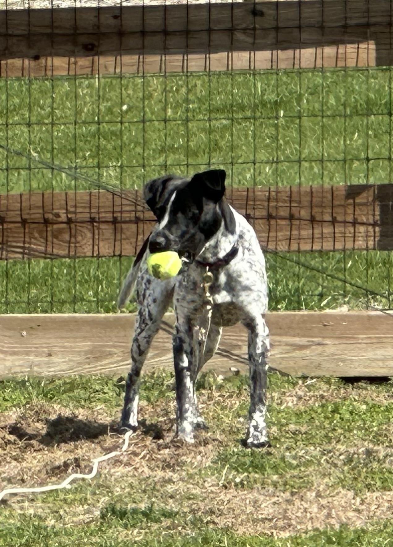 Reebie, a Adoptable mixed breed in Wernersville, PA image 6/6
