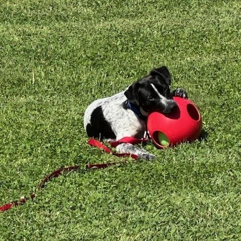 Reebie, a Adoptable mixed breed in Wernersville, PA image 3/6